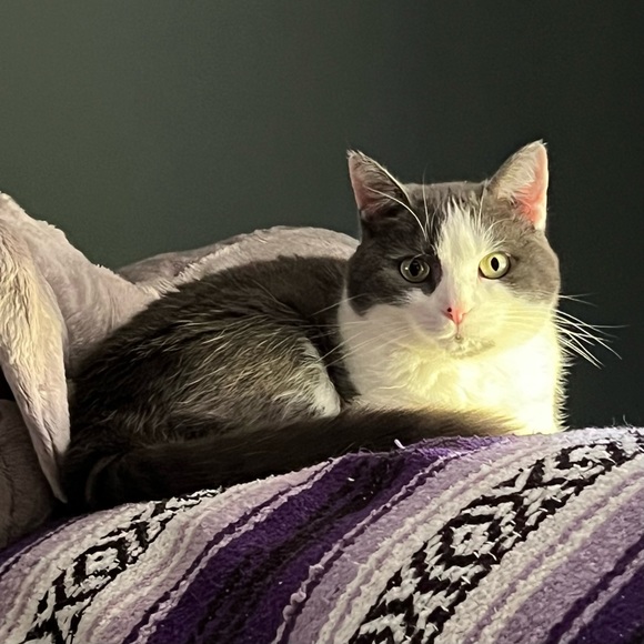 Upcoming | Live Show l Run or Pass | Sunday EDT - Picture 2 of 9